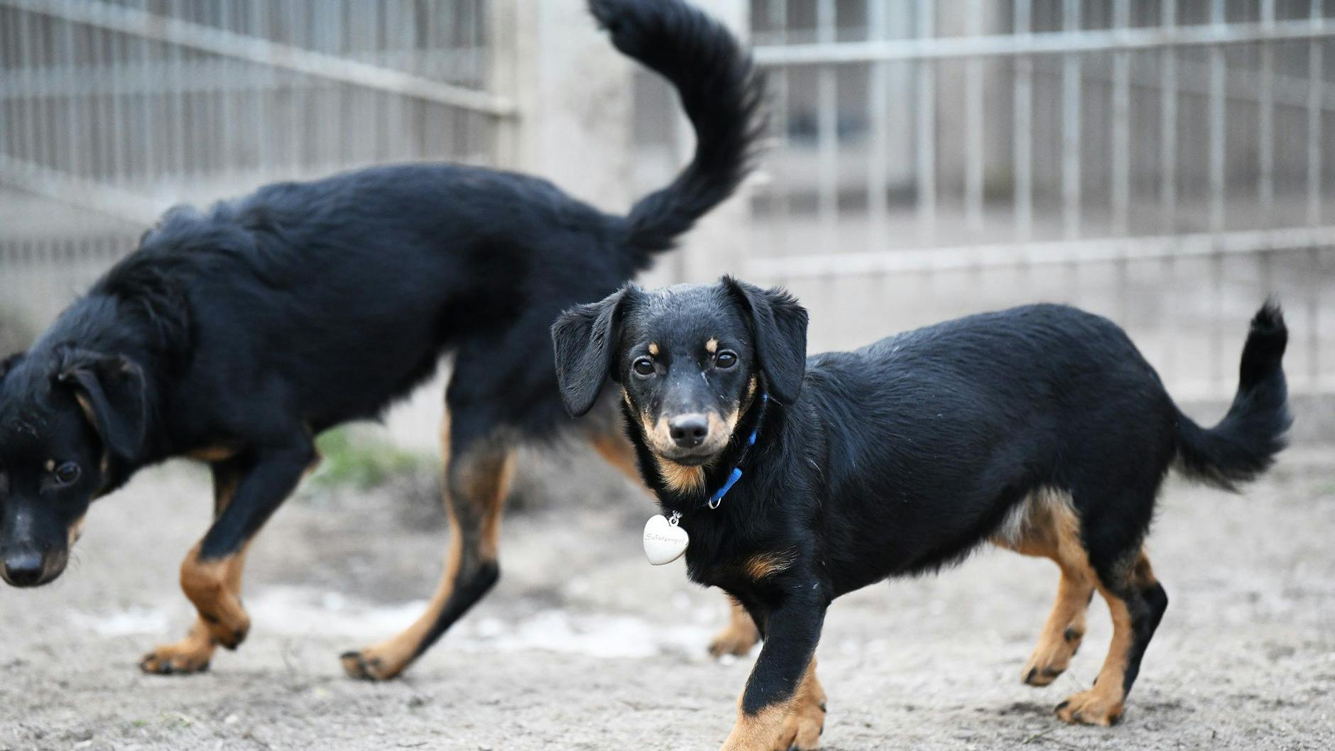 Auch diese beiden Hunde landeten während der Weihnachtstage auf der Straße.