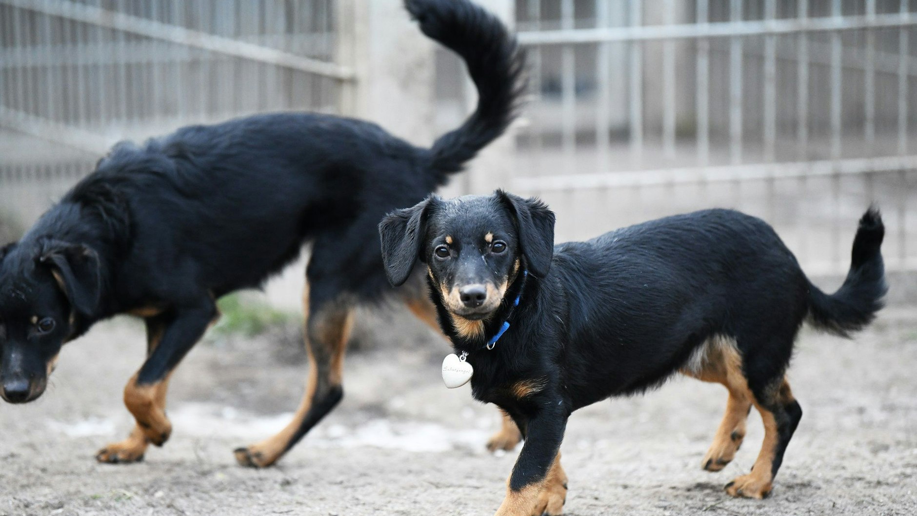 Auch diese beiden Hunde landeten während der Weihnachtstage auf der Straße.