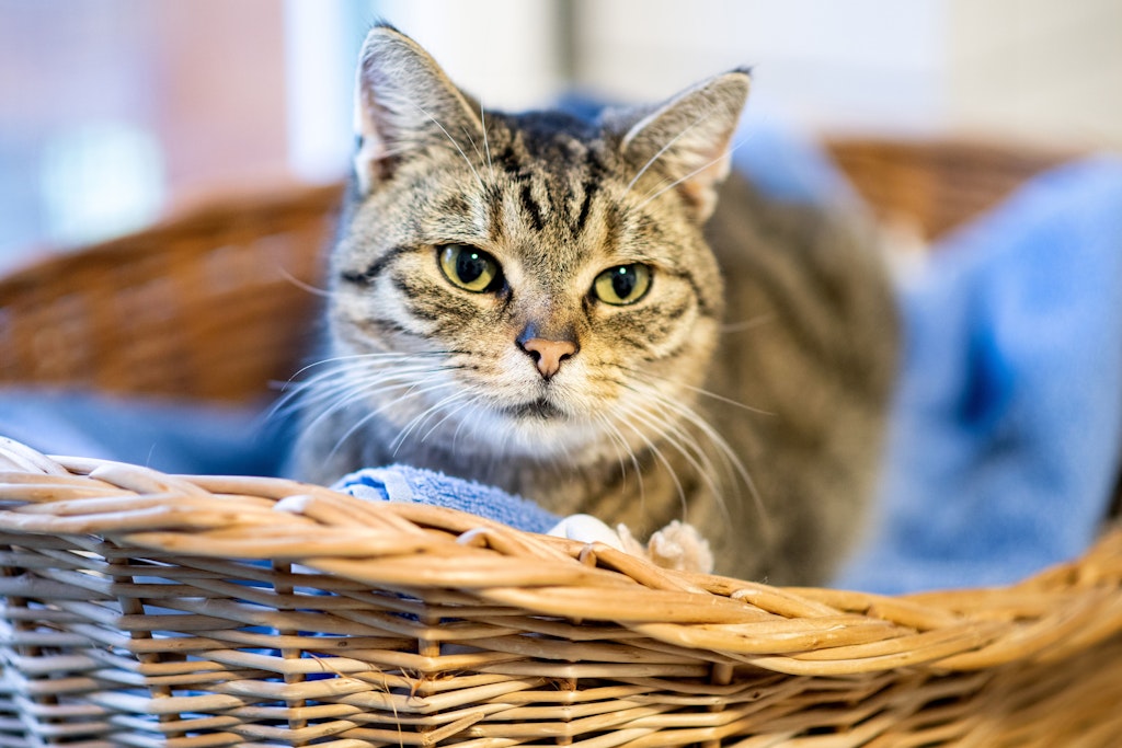 Wilde Katzen Kastrieren