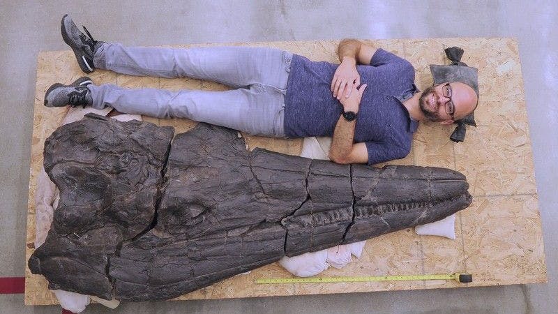 Lars Schmitz, einer der Forscher, neben dem Kopf des in Nevada gefundenen Ichthyosauriers – zum Größenvergleich.