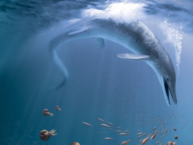 Nachbildung des riesigen Ichthyosauriers C. youngorum, der vor 246 Millionen Jahren im Ozean Nevadas lebte.