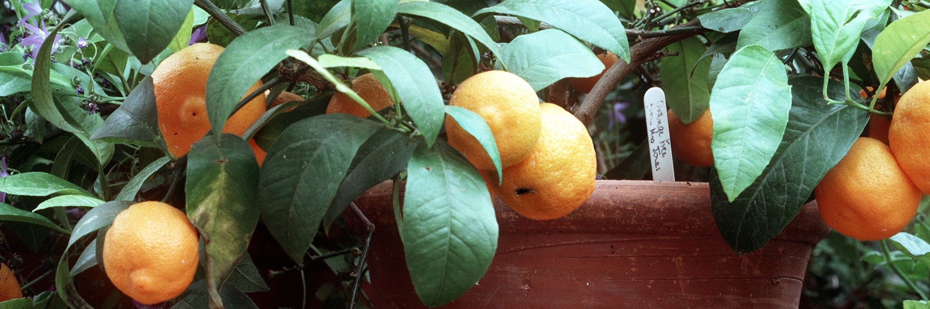 Zitruspflanzen vertragen keinen Frost und müssen in der kalten Jahreszeit ins Haus. Allerdings mögen sie auch keine Heizungswärme.&nbsp;&nbsp;