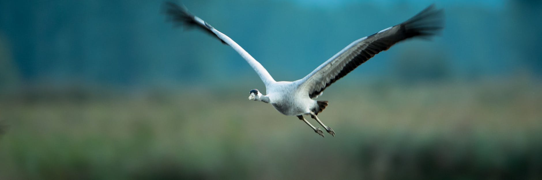 Ein Kranich, auch Grauer Kranich oder Eurasischer Kranich, fliegt. Wegen der Klimakrise fallen vermehrt die für ihn notwendigen Nistplätze trocken. Die Zahl der in der Roten Liste als bedroht eingestuften Tier- und Pflanzenarten ist auf über 40.000 angewachsen. 