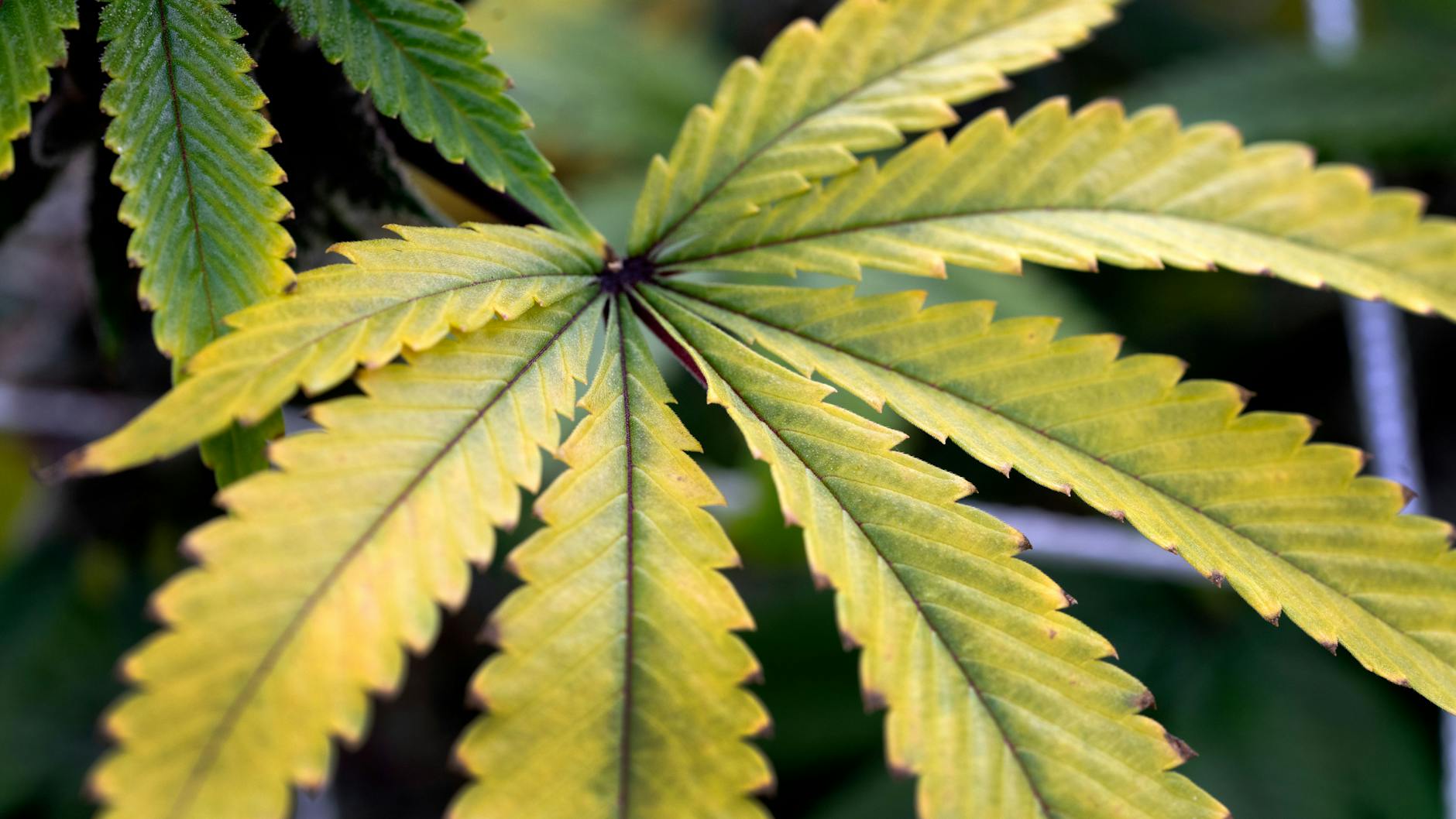 In der Ampelkoalition wird nicht mit einer baldigen Cannabisfreigabe gerechnet. (Symbolbild)