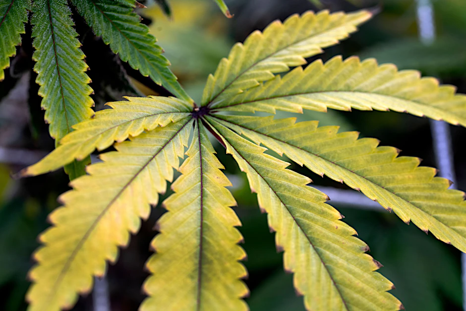 In der Ampelkoalition wird nicht mit einer baldigen Cannabisfreigabe gerechnet. (Symbolbild)
