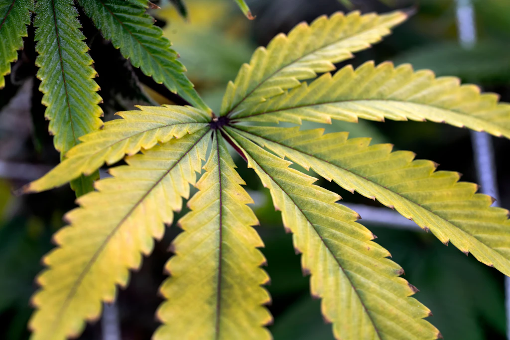 Ampelkoalition: Cannabis-Legalisierung liegt auf Eis