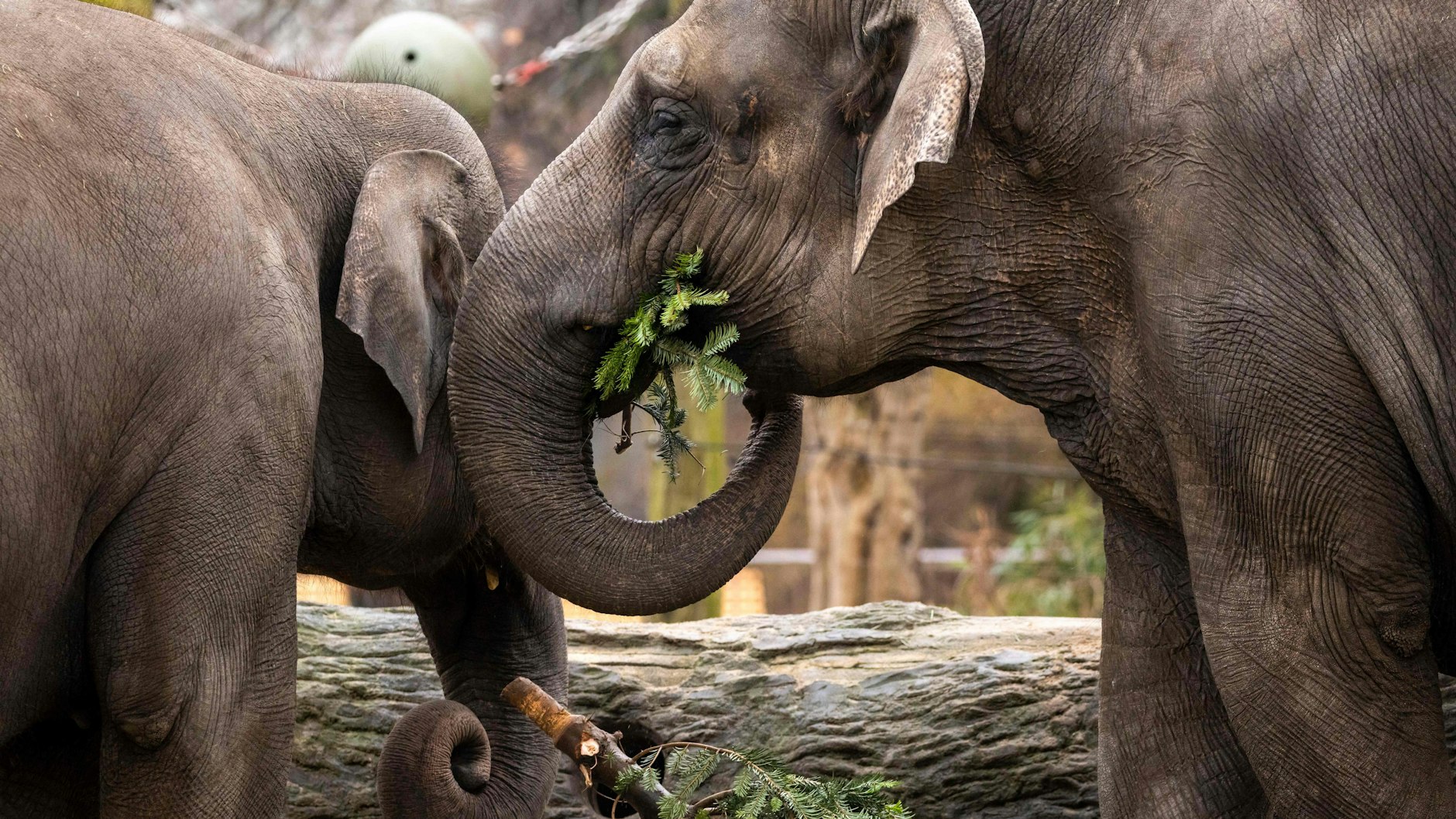 Ein Weihnachtsbaum ist für Elefanten ein leckeres Fressen.