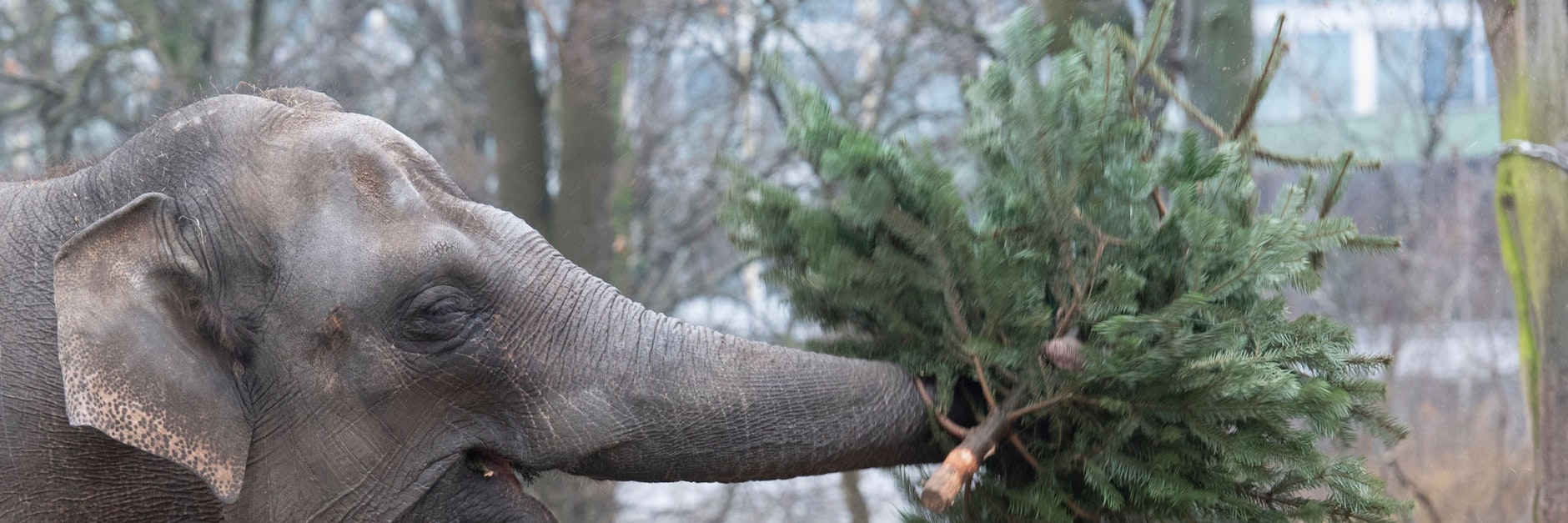 Tierische Bescherung in Zoo und Tierpark Den Weihnachtsbaum haben