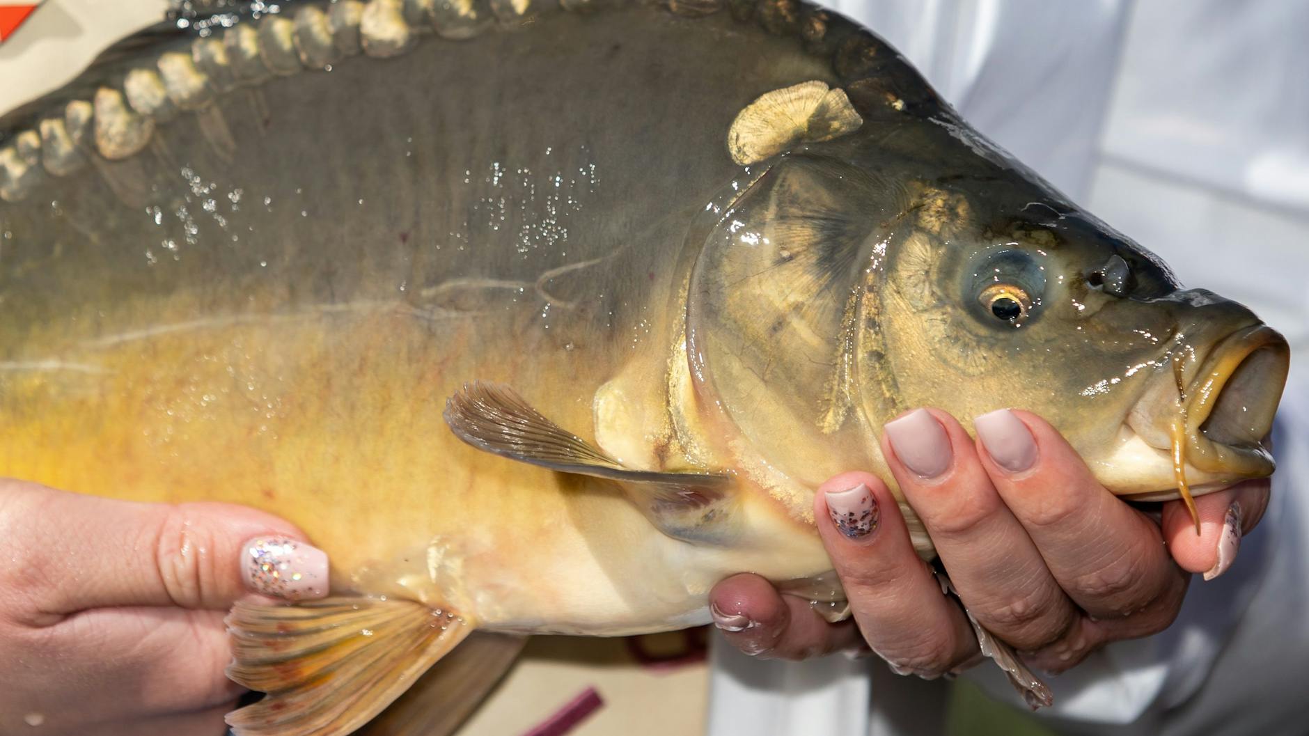 Ein Karpfen aus Brandenburg ist ein wahres Festmahl zu Silvester.