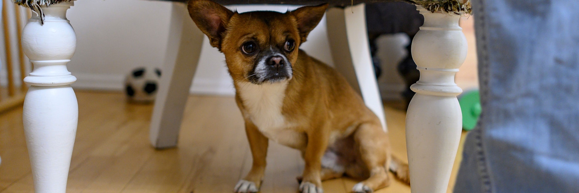 Ein Chihuahua-Pekinesen-Mix versteckt sich vor lauten Knall-Geräuschen unter einem Sessel.&nbsp;