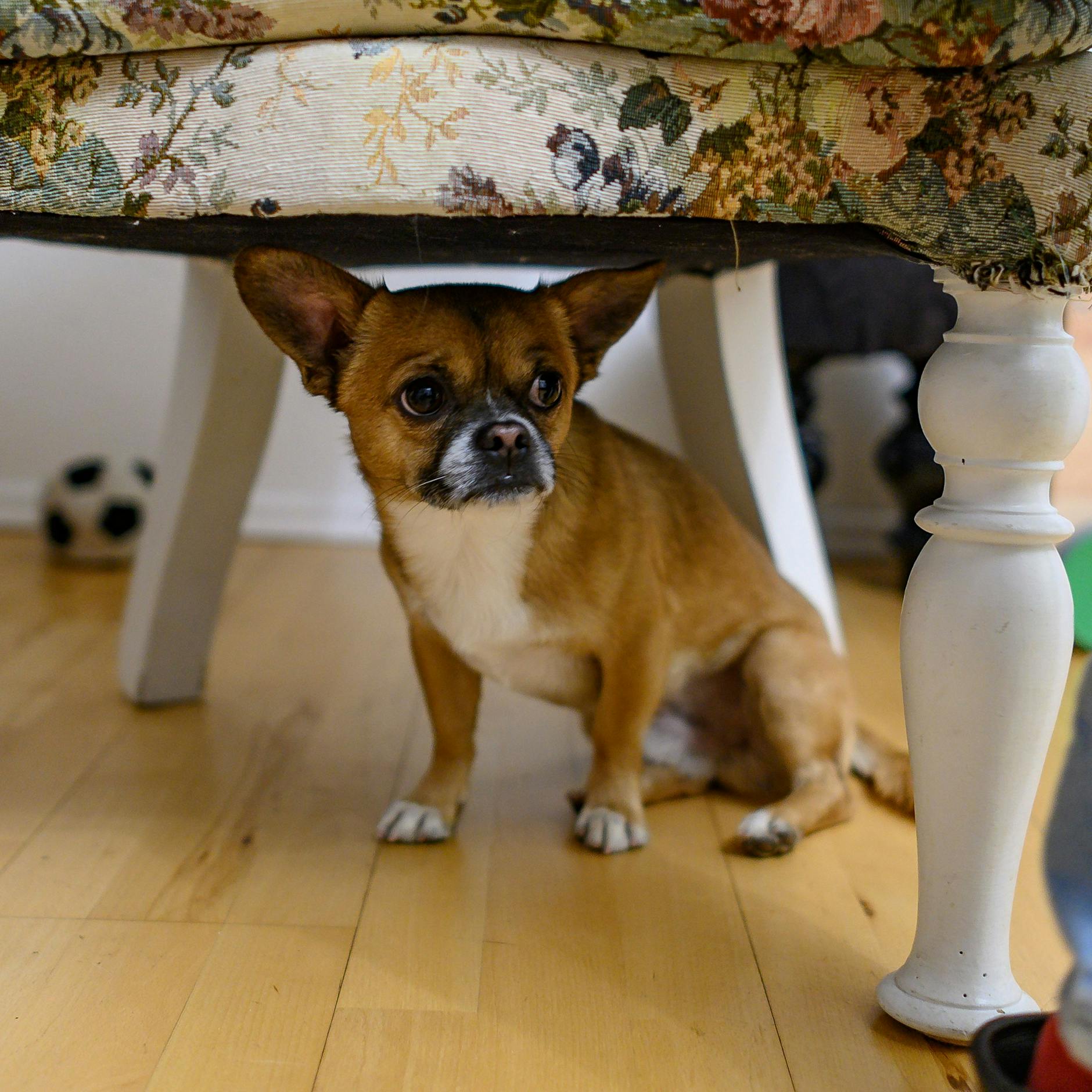 Trotz Böllerverbot: DARUM ist für Tiere Silvester eine Schreckensnacht!