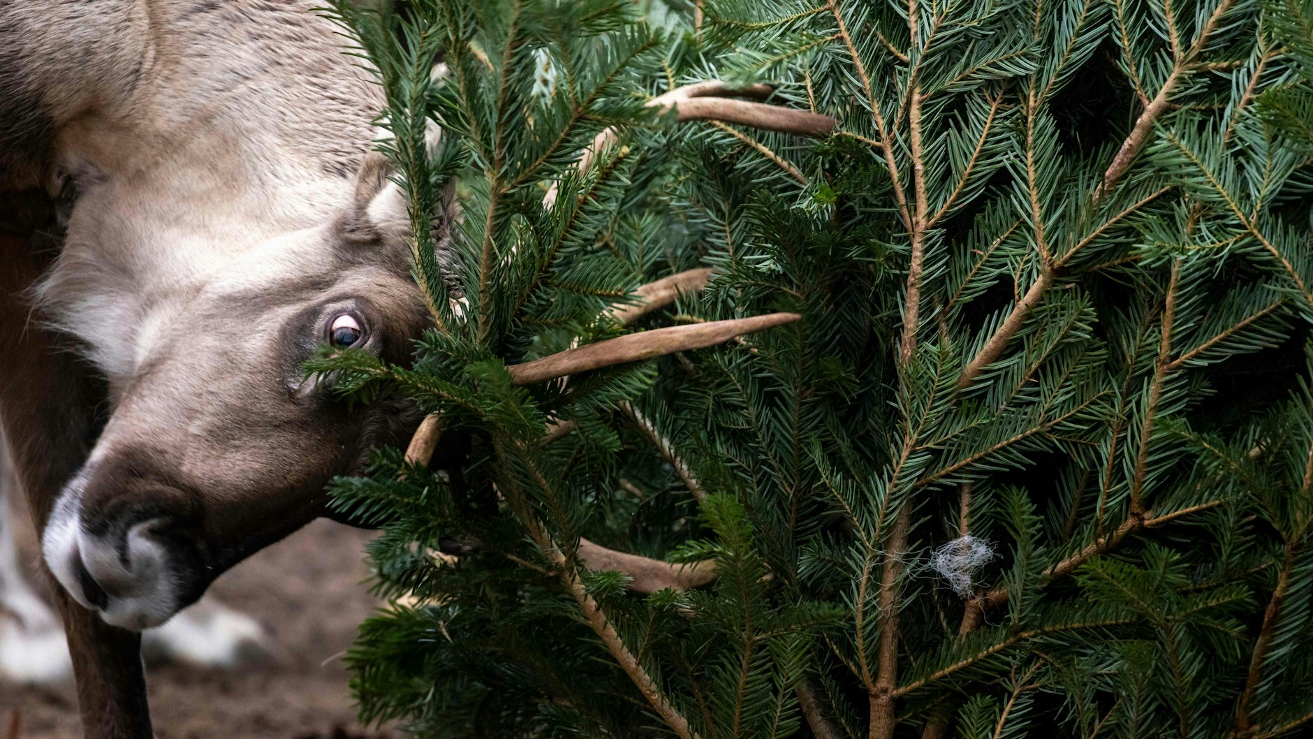 Ein Rentier benutzte im Zoo den Weihnachtsbaum als Sparringpartner.