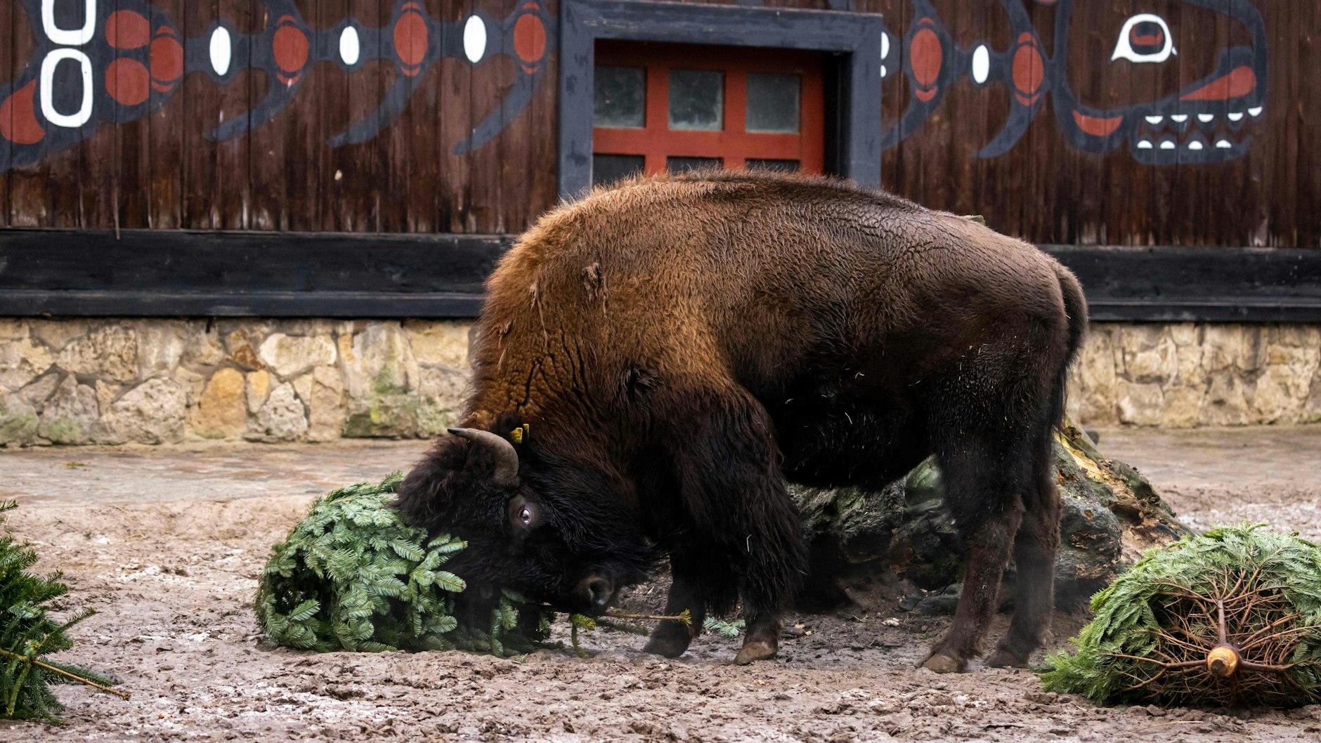Erst mit dem Weihnachtsbaum kämpfen, dann ihn fressen – das machen auch die Bisons im Zoo.