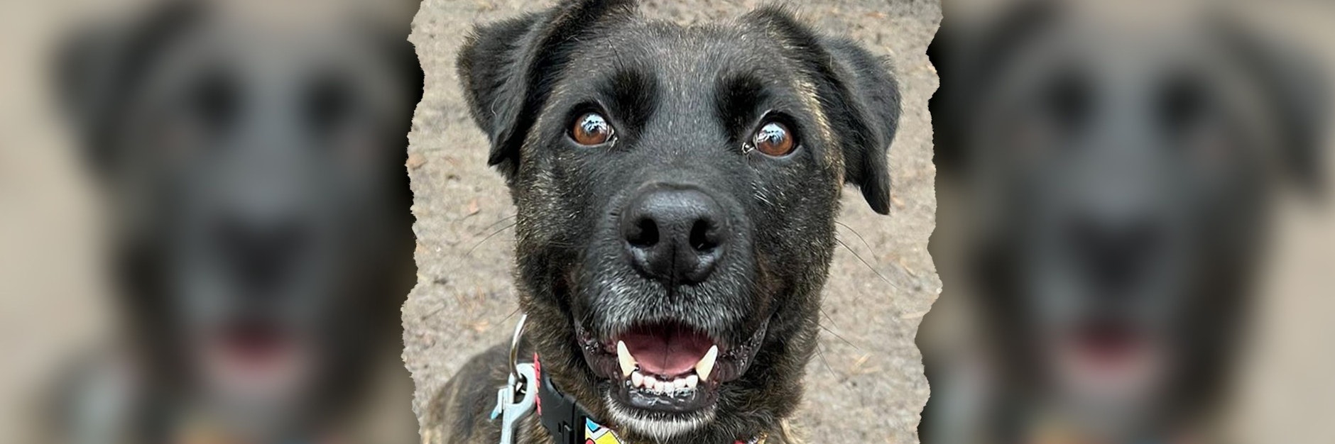Hündin Momo sucht im Moment verzweifelt ein neues Zuhause.