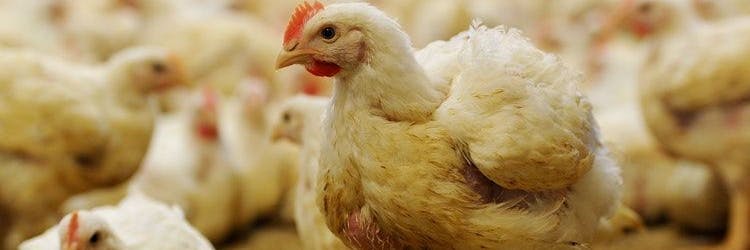 Die Geflügelpest ist hoch ansteckend und kann auch für Menschen gefährlich sein.