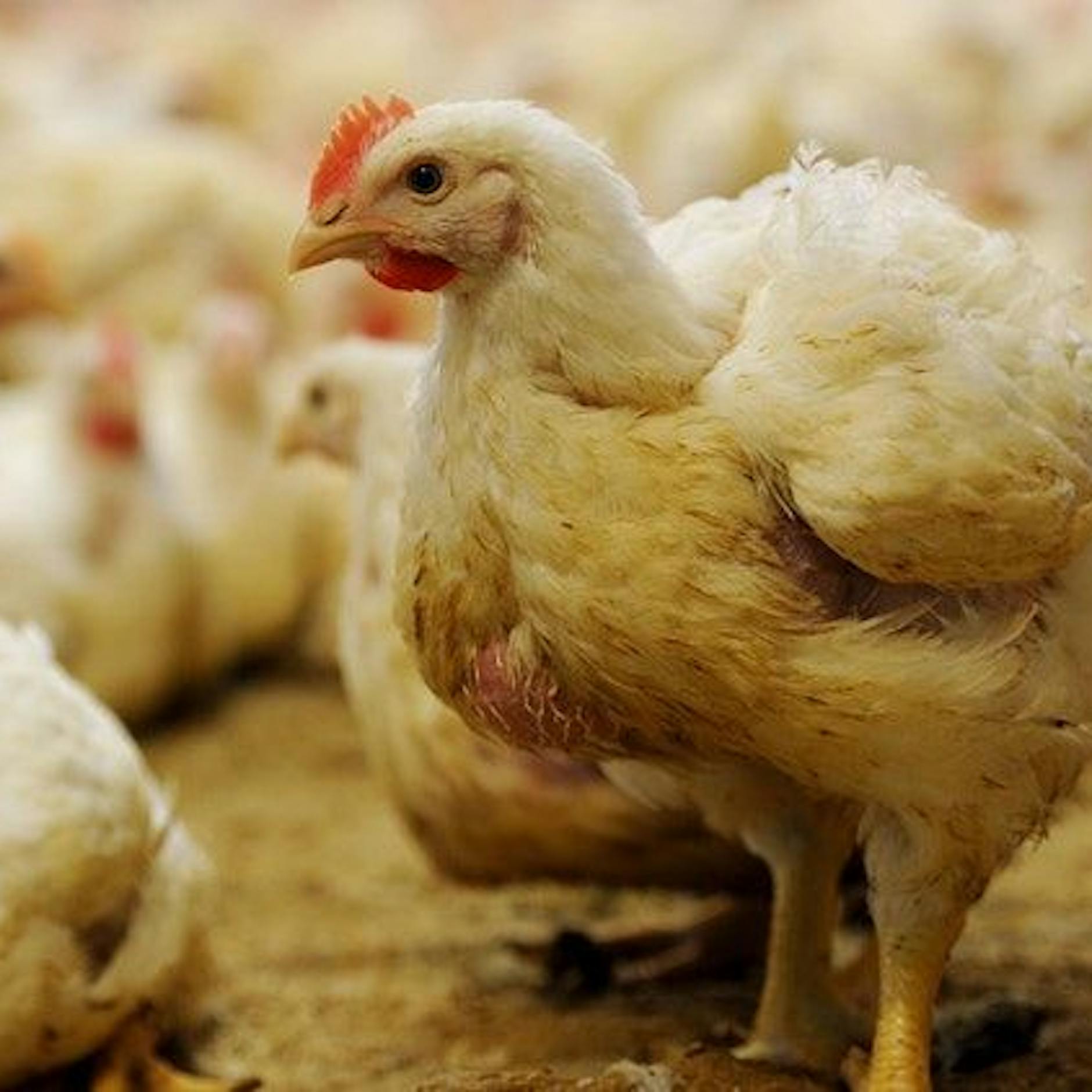 Gefahr auch für Menschen: Institut warnt vor stärkster Geflügelpest jemals in Europa!