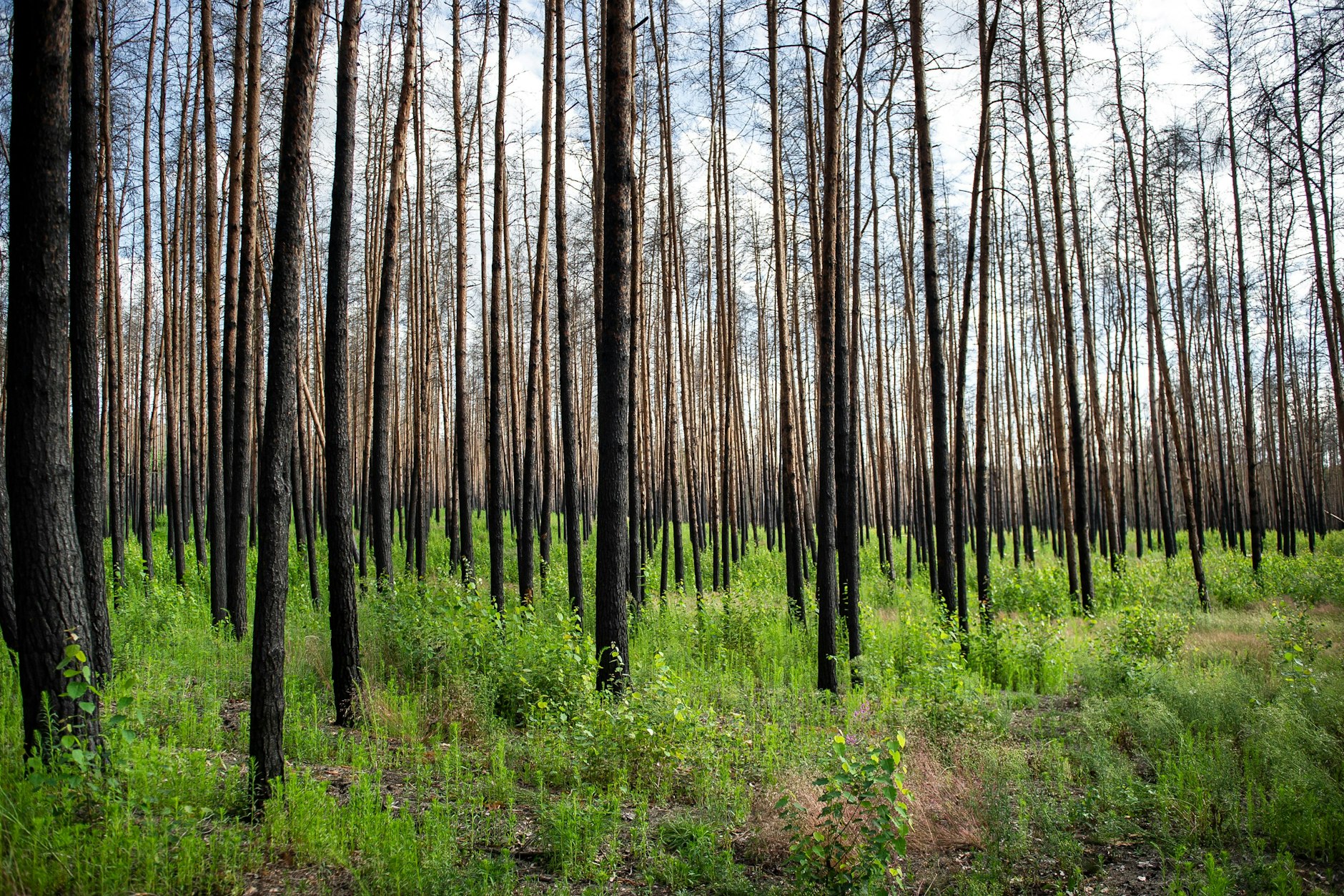 Inzwischen sind 22 Prozent der Brandenburger Wälder deutlich geschädigt. Selbst bei Nadelbäumen sind die Kronen sehr licht und nicht mehr grün.