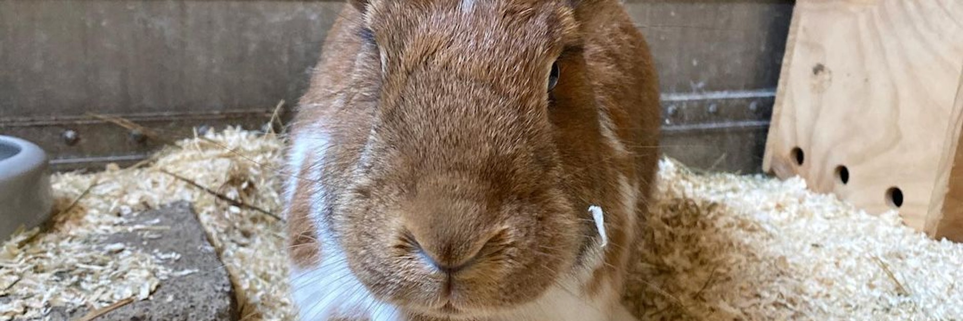 Hasen-Dame Ohrelia sucht derzeit ein neues Zuhause.