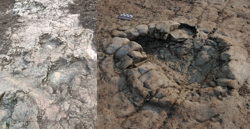 Hobby-Forscherin entdeckt 200 Millionen Jahre alte Dino-Spur