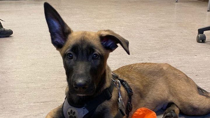 Die Polizei las den völlig verängstigten Vierbeiner auf.