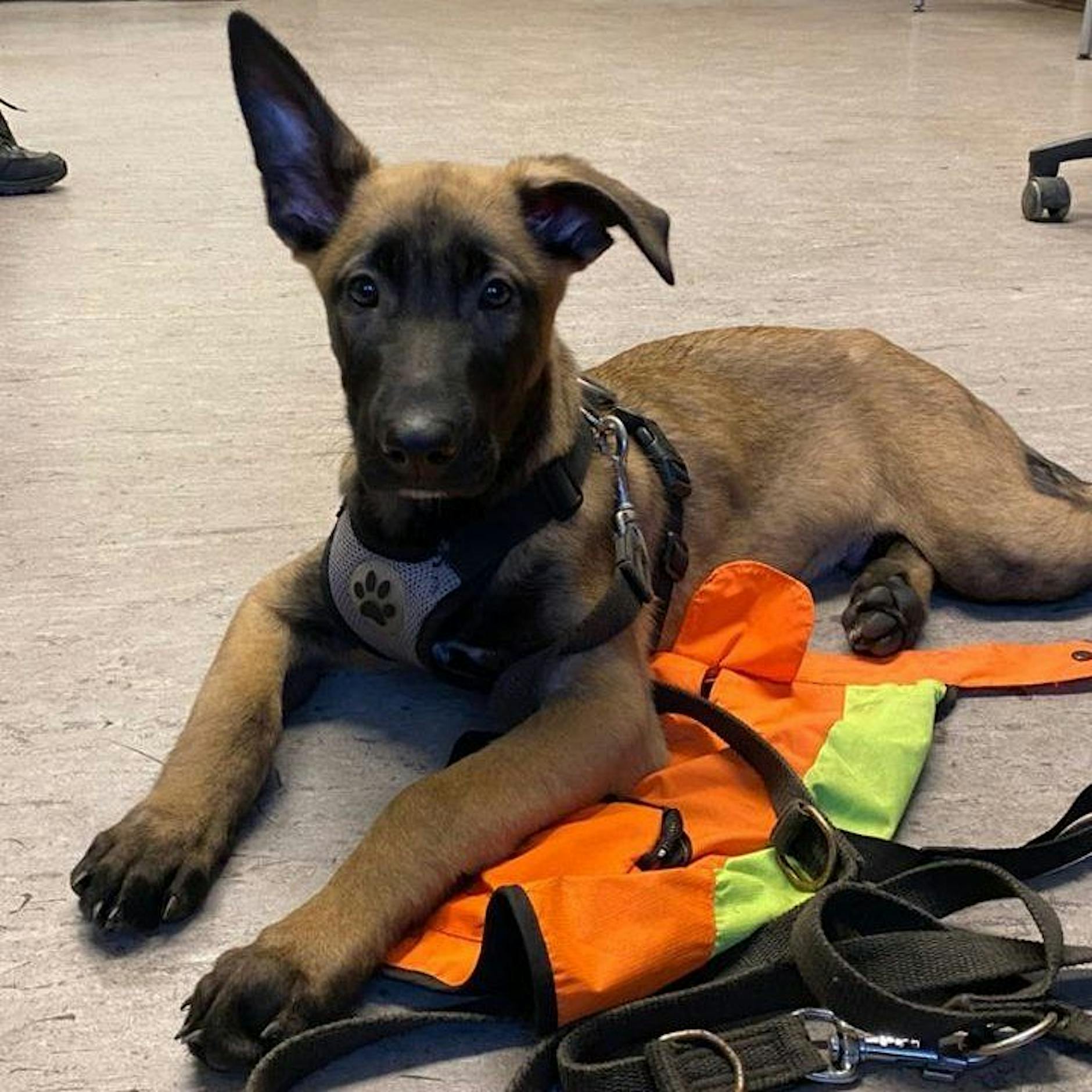 Vor Böllern weggelaufen: Wer vermisst diesen Hund?