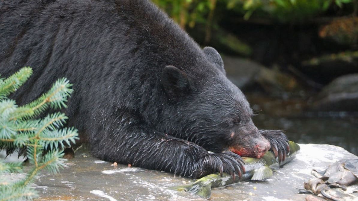 Einer aktuellen Studie zufolge ändern Tiere ihre Bewegungsabläufe oft aufgrund von Urbanisierung oder touristischen Aktivitäten. Auch das Verhalten des Amerikanischen Schwarzbärs wurde untersucht.