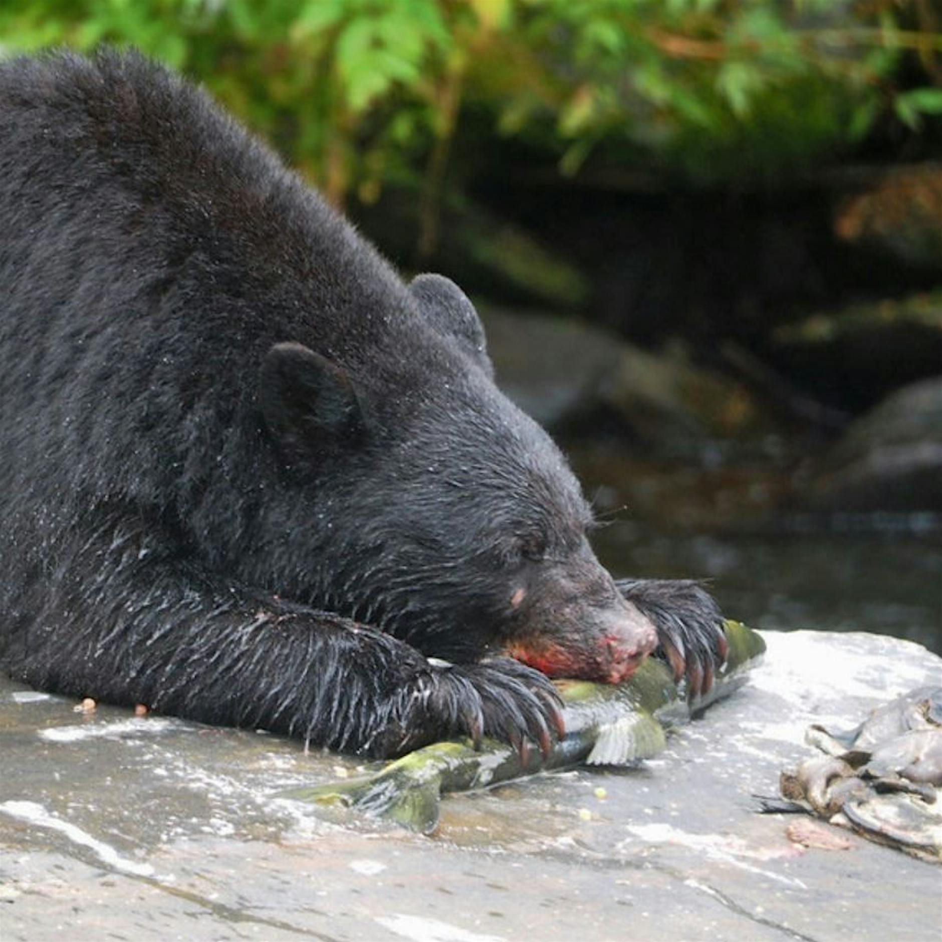 Von Ackerbau und Viehvertreibung: Wie Menschen die Tierwelt verändern