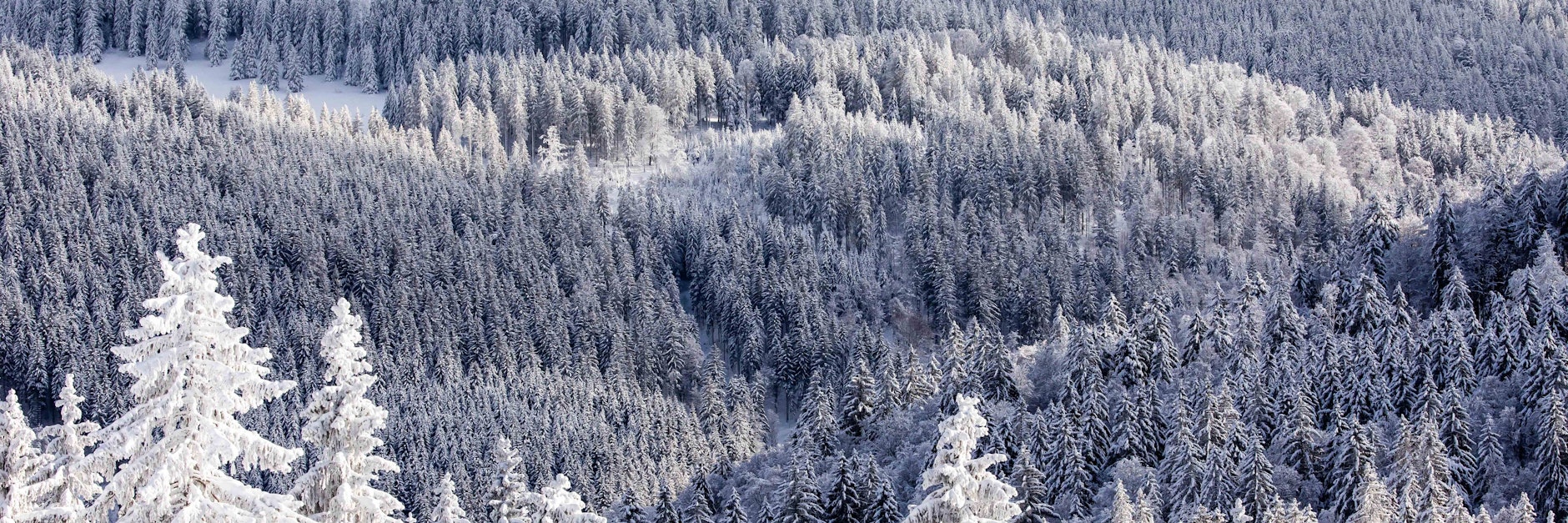 Das Unglück ereignete sich in der Feldberg-Region.&nbsp;