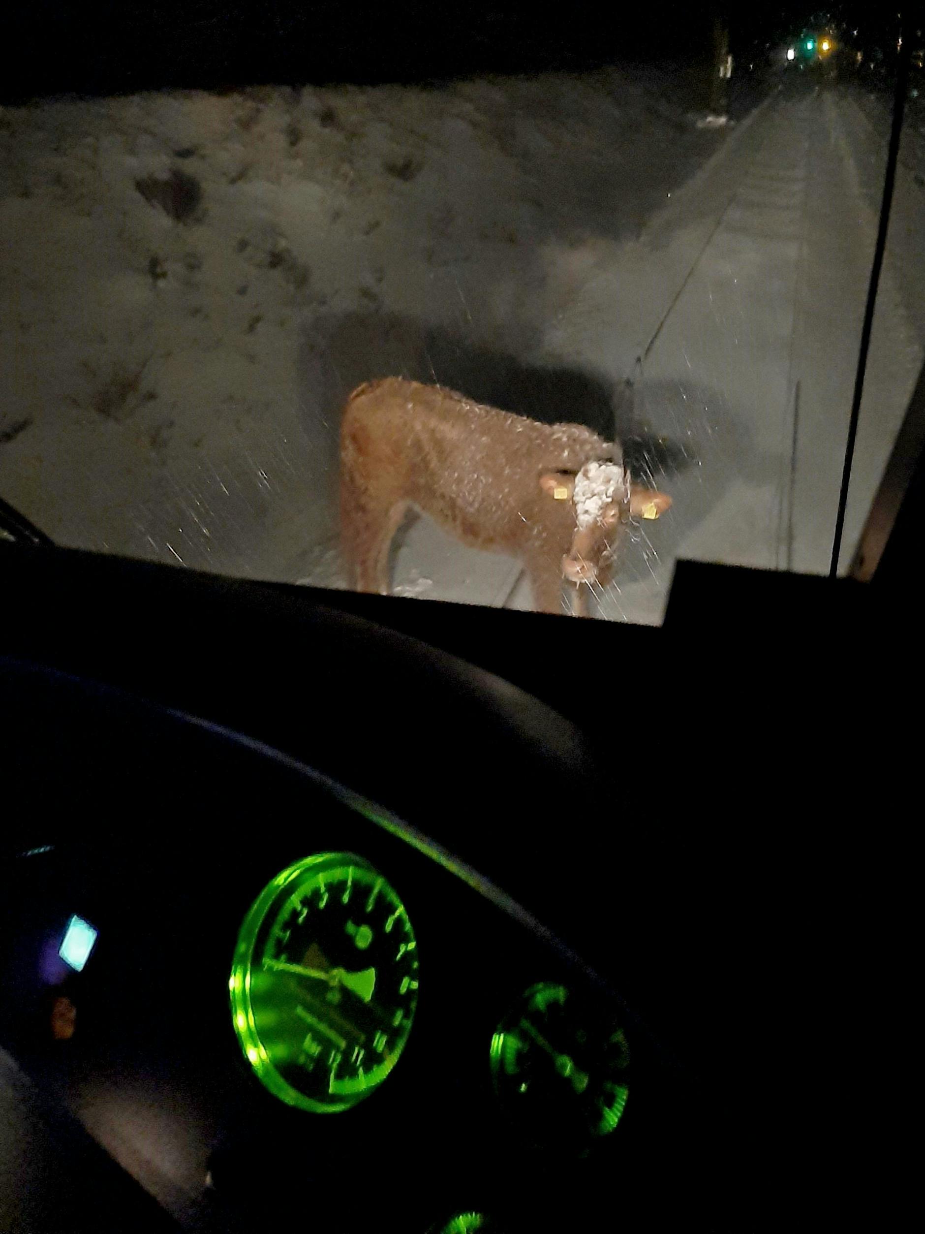 Dieses Rind hielt einen Zug im Landkreis Celle auf. 