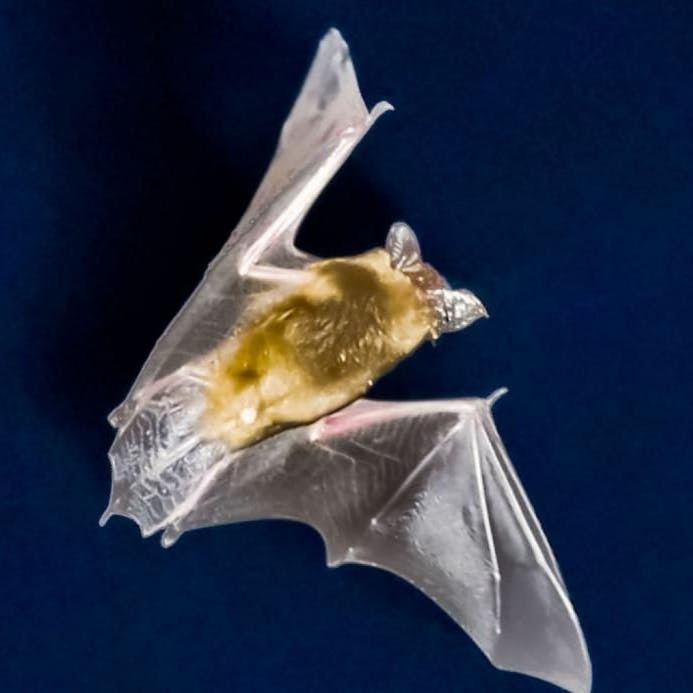 Das Virus Sars-CoV-2 soll ursprünglich aus Fledermäusen stammen.