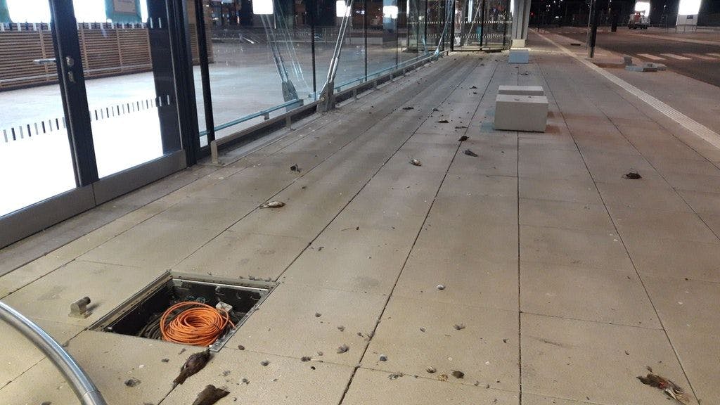 Tote Vögel auf dem Gehweg vor dem Terminal 1.