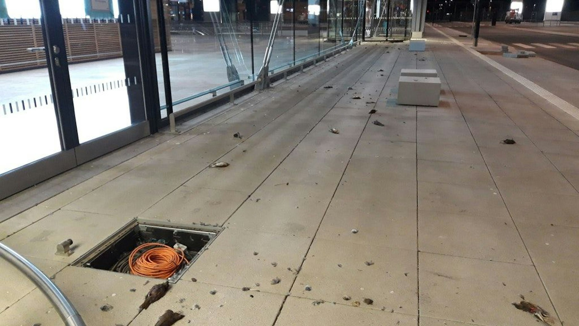 Tote Vögel auf dem Gehweg vor dem Terminal 1.