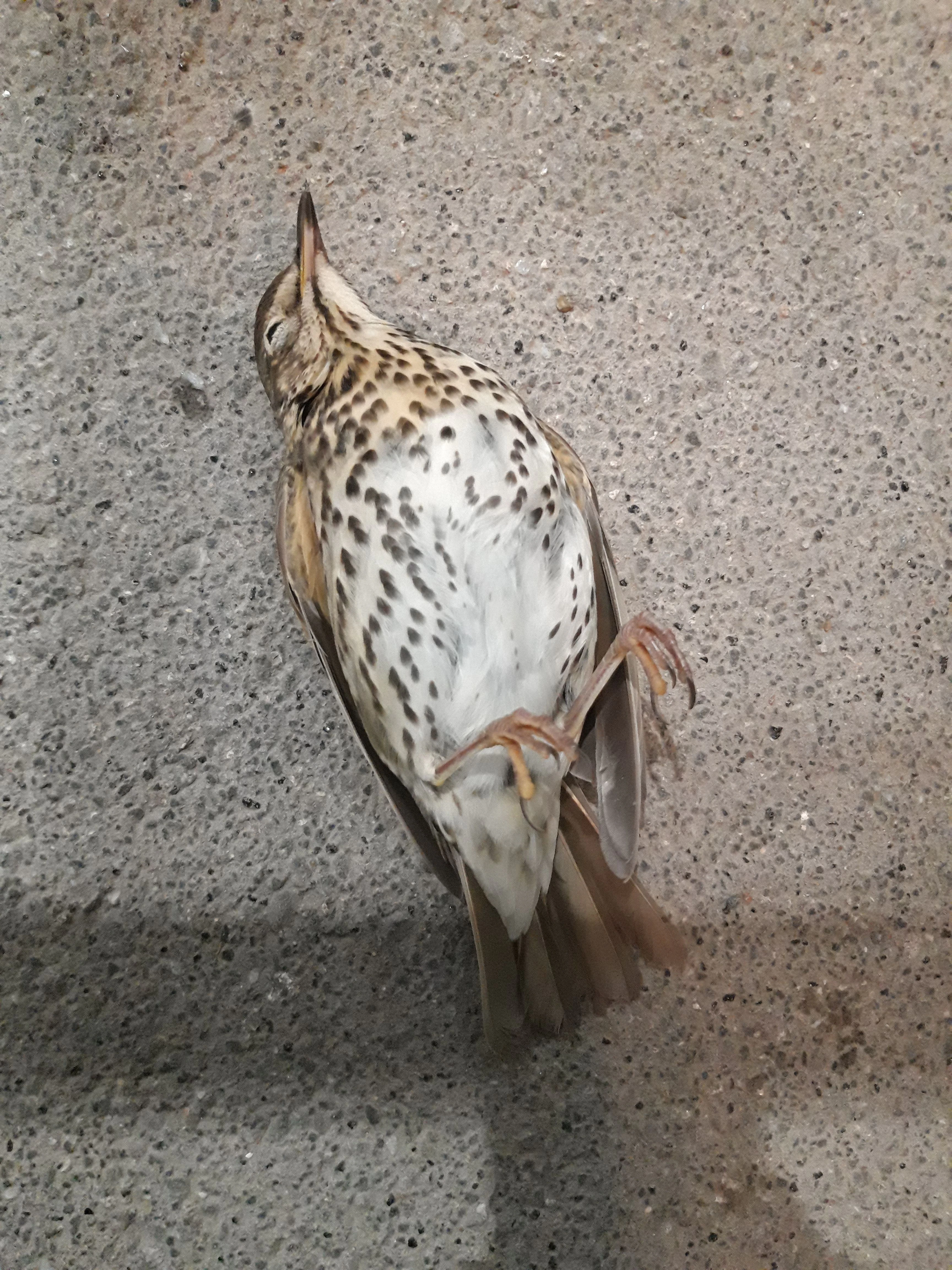 Gestorben am BER: eine Singdrossel.