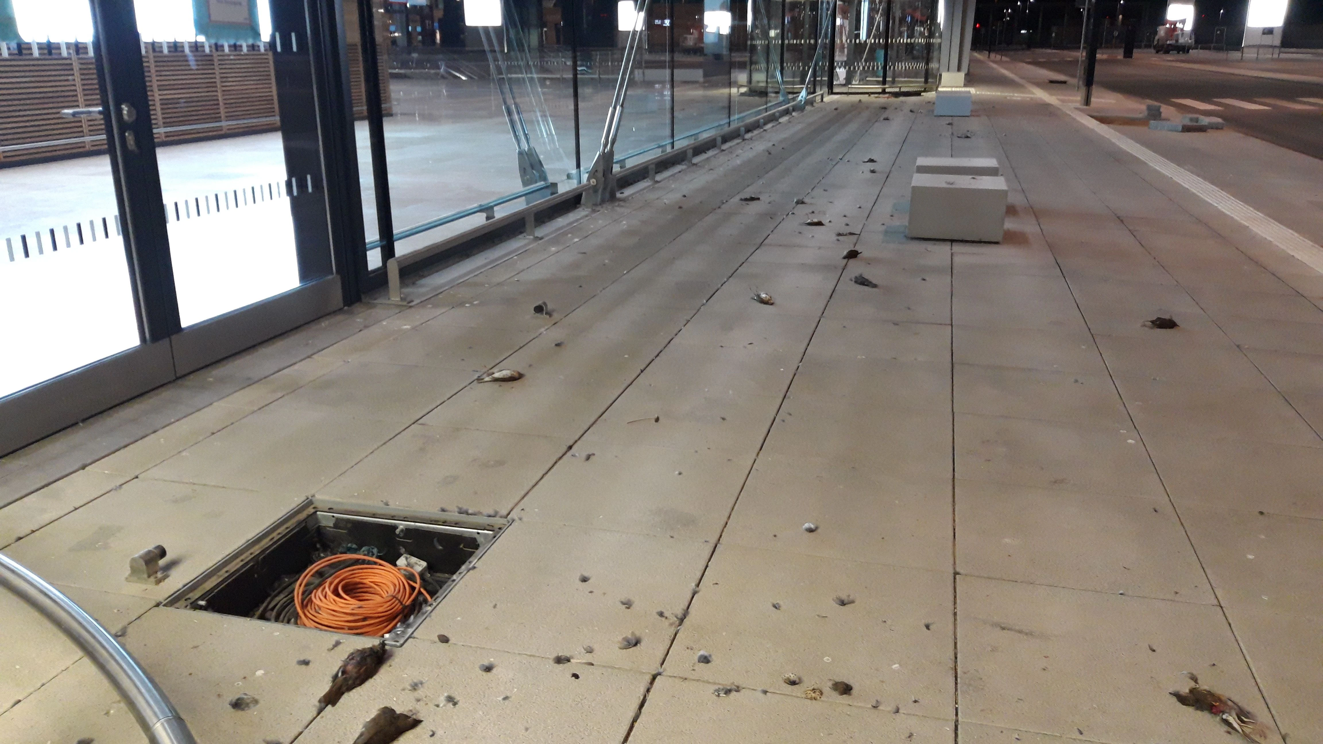 Tote Vögel auf dem Gehweg vor dem Terminal 1.