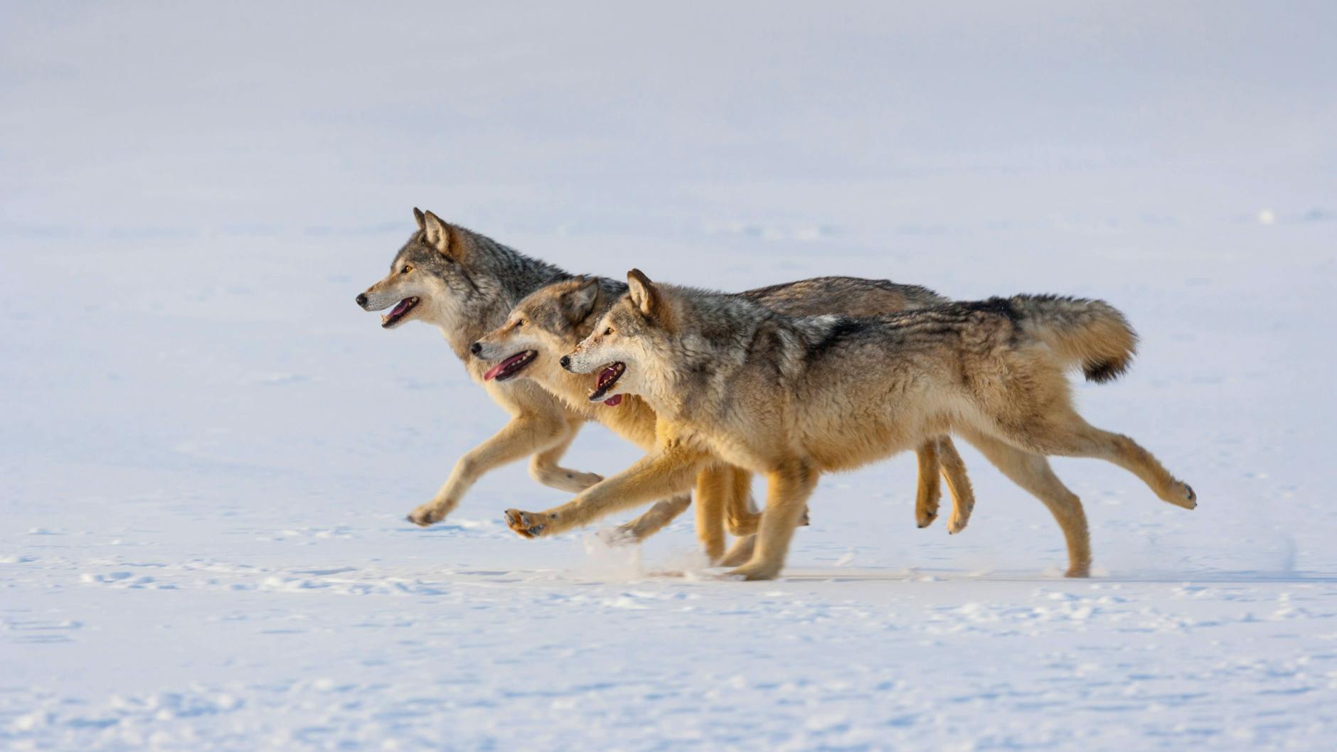 Wölfe sind vor zwei Jahrzehnten von Polen aus nach Brandenburg einwandert.