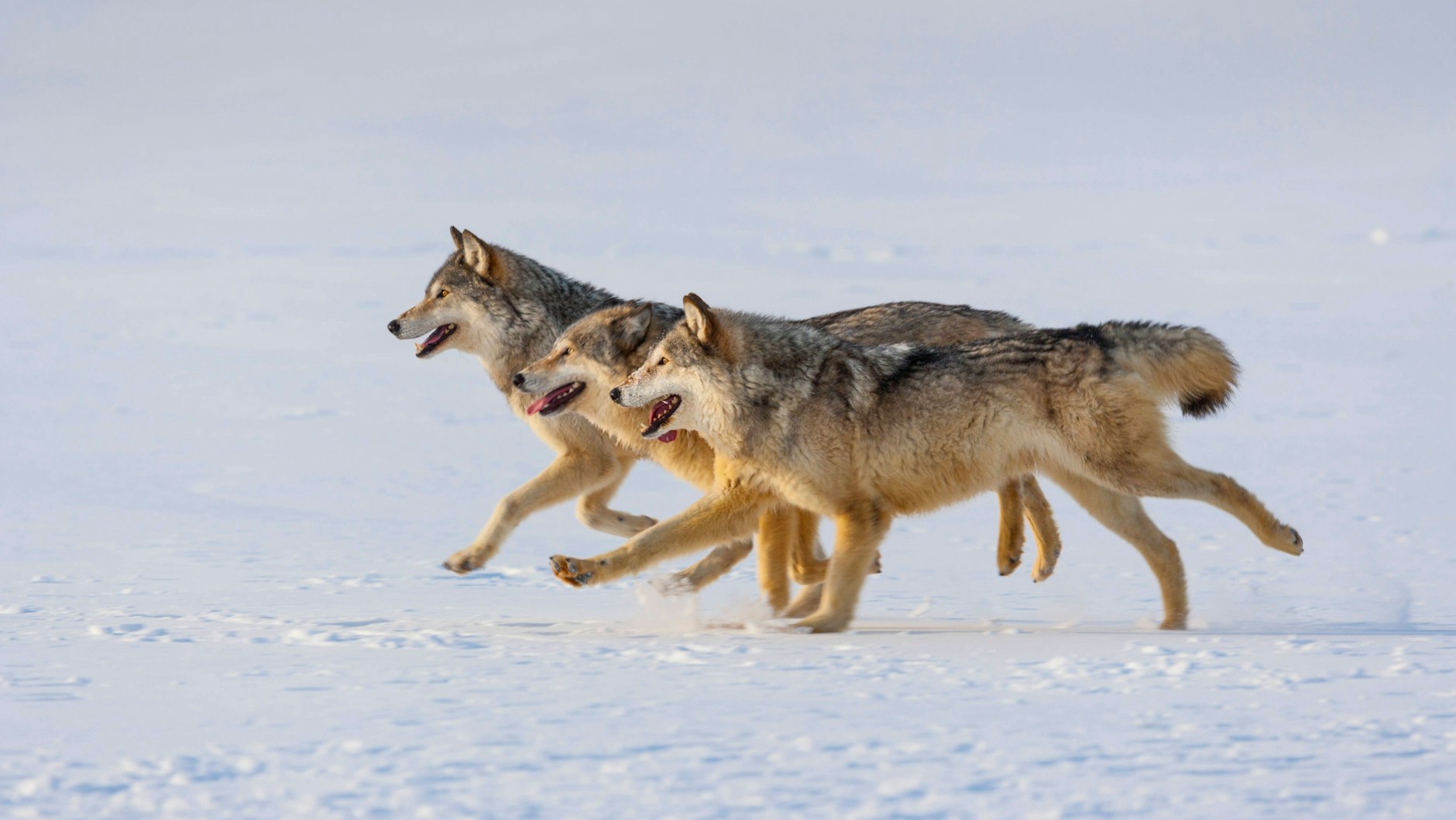 Wölfe sind vor zwei Jahrzehnten von Polen aus nach Brandenburg einwandert.