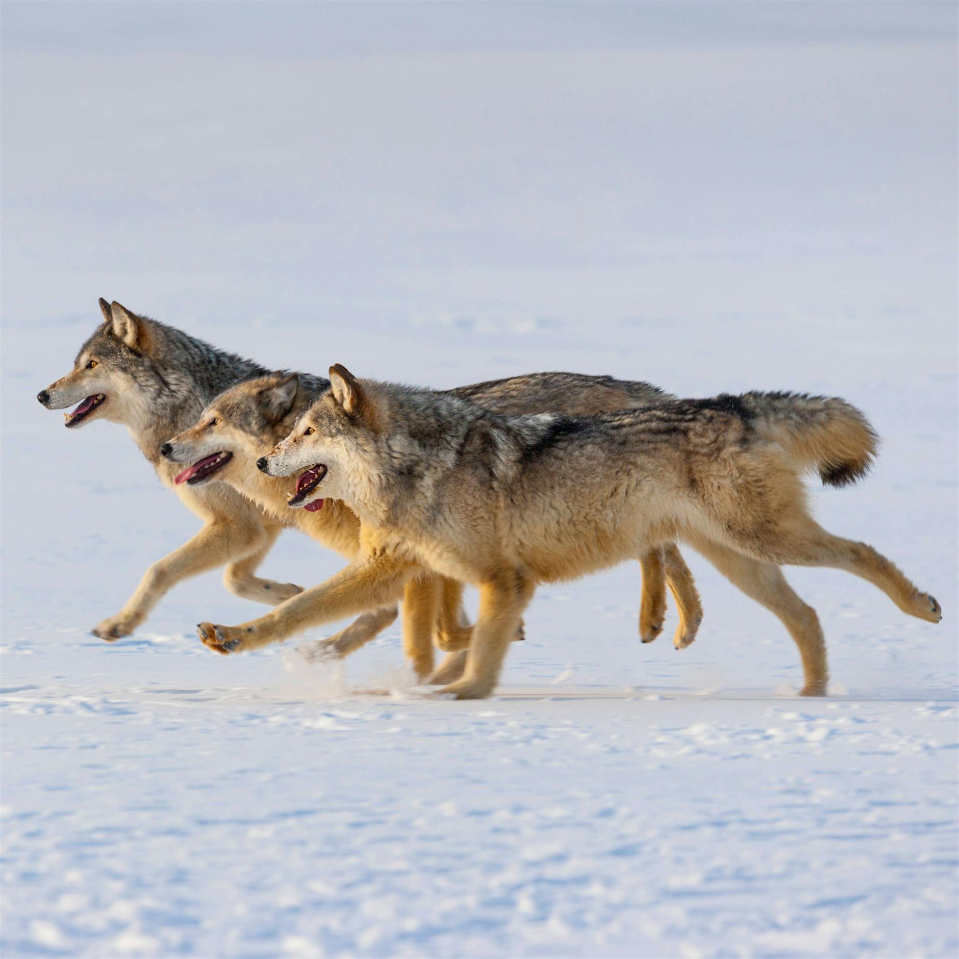Jäger klagen: Wölfe töten zu viele Schafe in Brandenburg