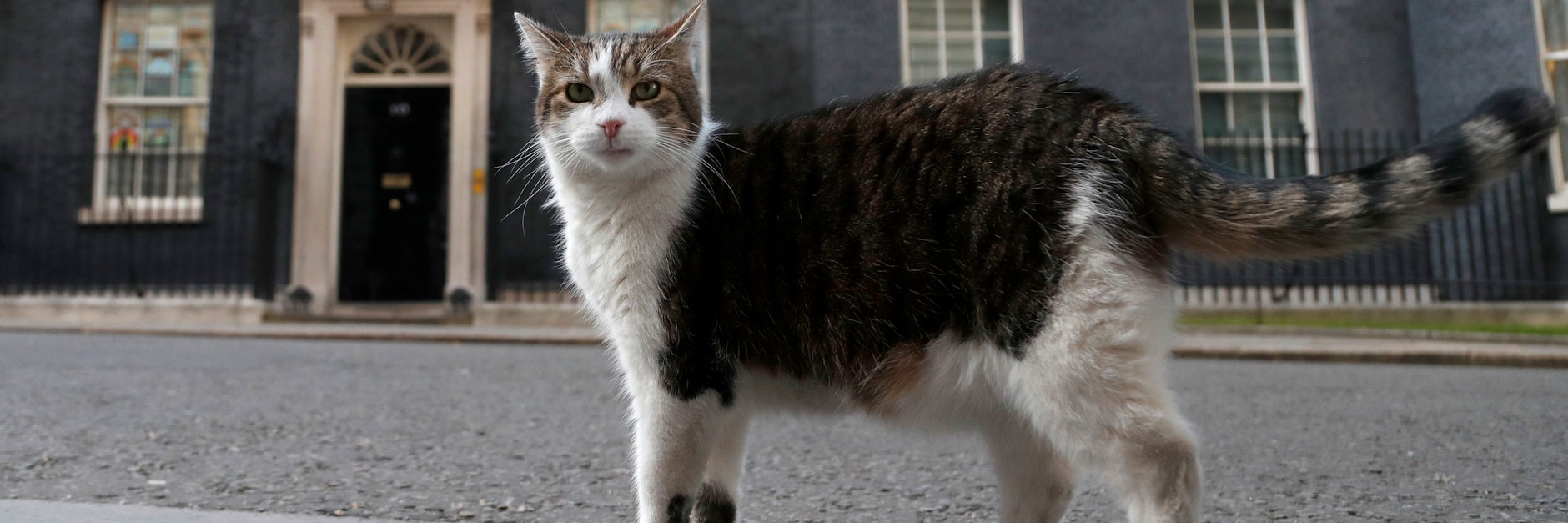 Larry ist seit zehn Jahren der oberste Mäusefänger am Sitz des britischen Prime Ministers.
