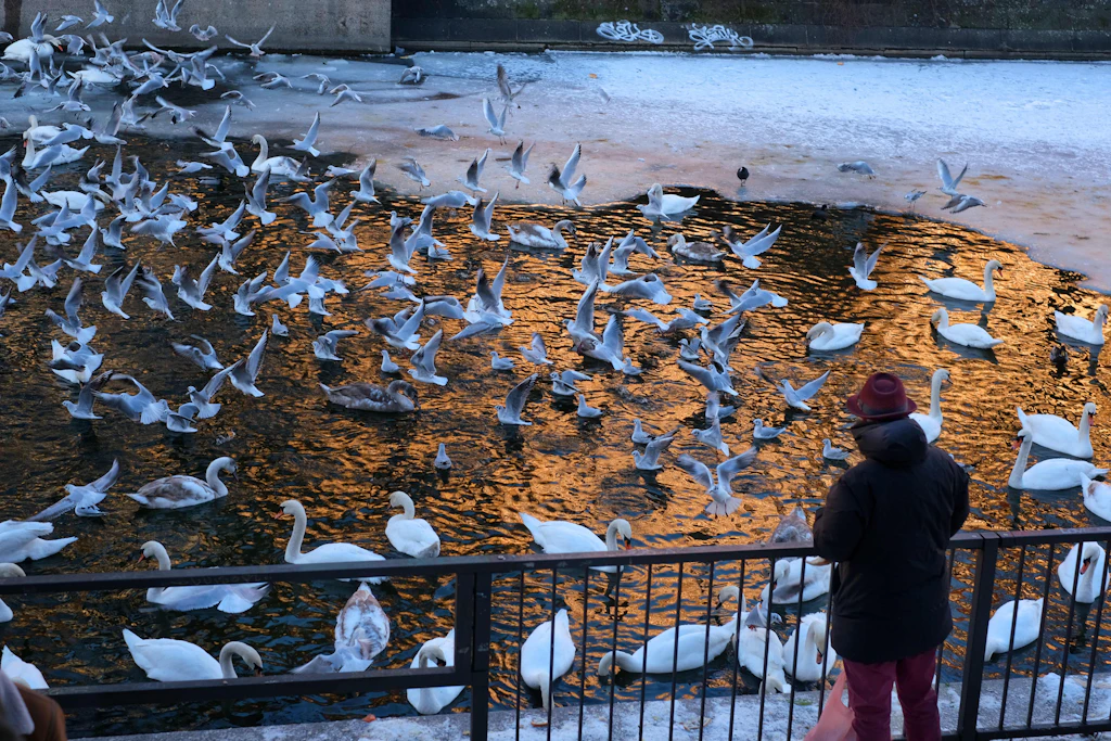 „Wenn bestimmte Vögel nicht rechtzeitig Futter finden, sterben sie“