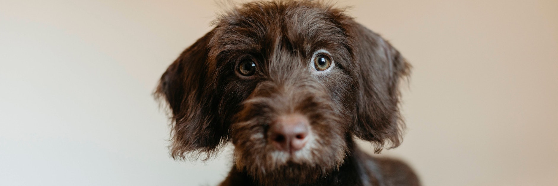 Wer kann diesem Blick widerstehen? 