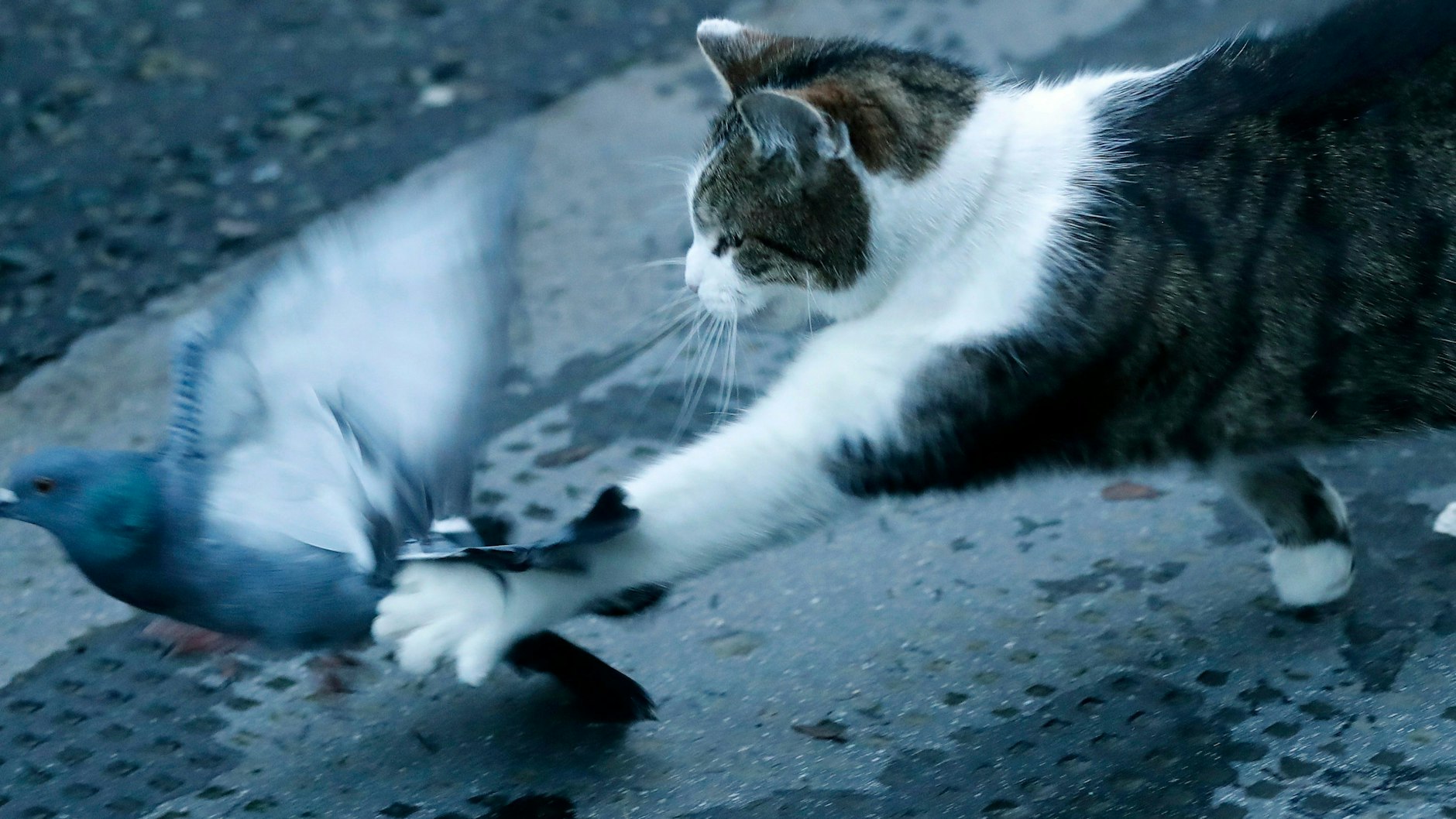 Larrys Kampf mit einer Taube sorgte für Aufmerksamkeit.
