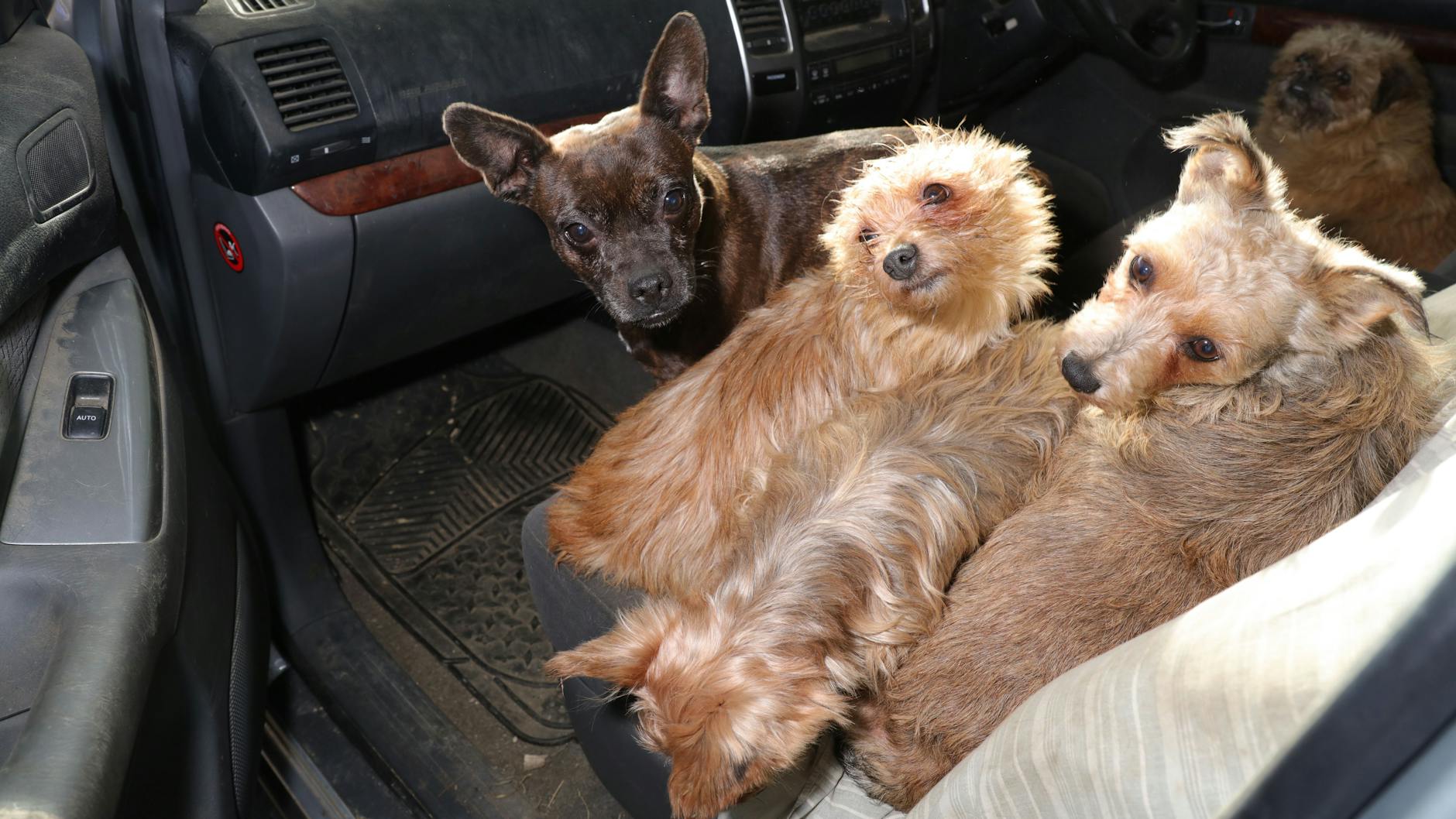 Nur ein Fall von vielen: In Wales hat die Polizei von Dyfed-Powys fast 30 Hunde an ihre rechtmäßigen Besitzer zurückgegeben, nachdem Beamte 80 Tiere auf einem Grundstück in Carmarthenshire gefunden hatten. 