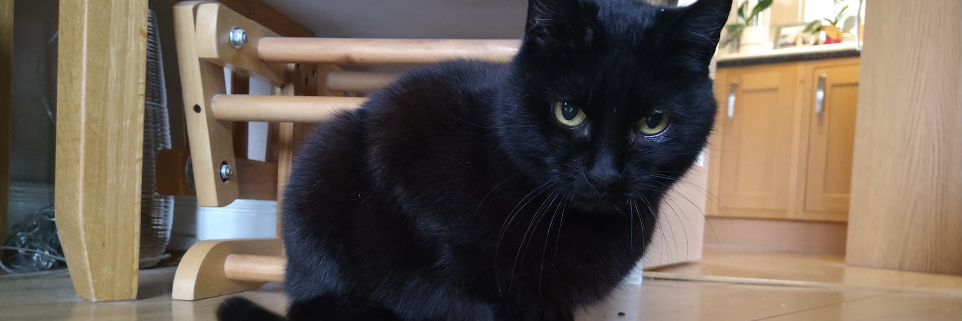 Katze Bella verschwand vor vier Jahren, nun tauchte sie wieder auf.