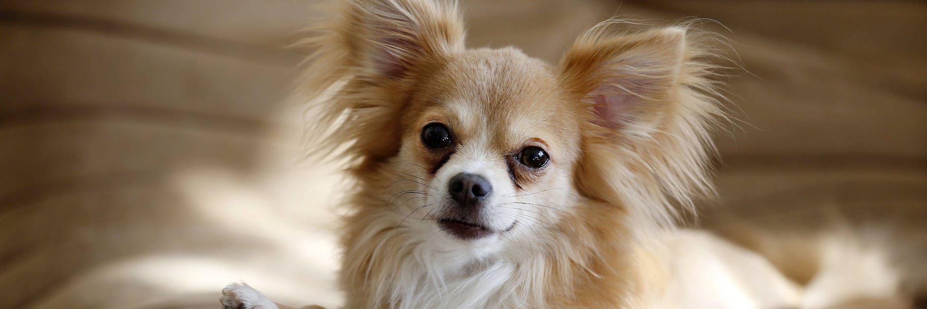 Welcher Mensch bringt es übers Herz, einen süßen Chihuahua zu ermorden?