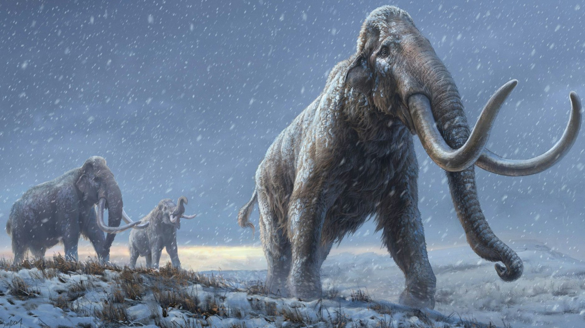 Vorfahren des Wollhaarmammuts? Steppenmammuts in einer künstlerischen Darstellung.<br>