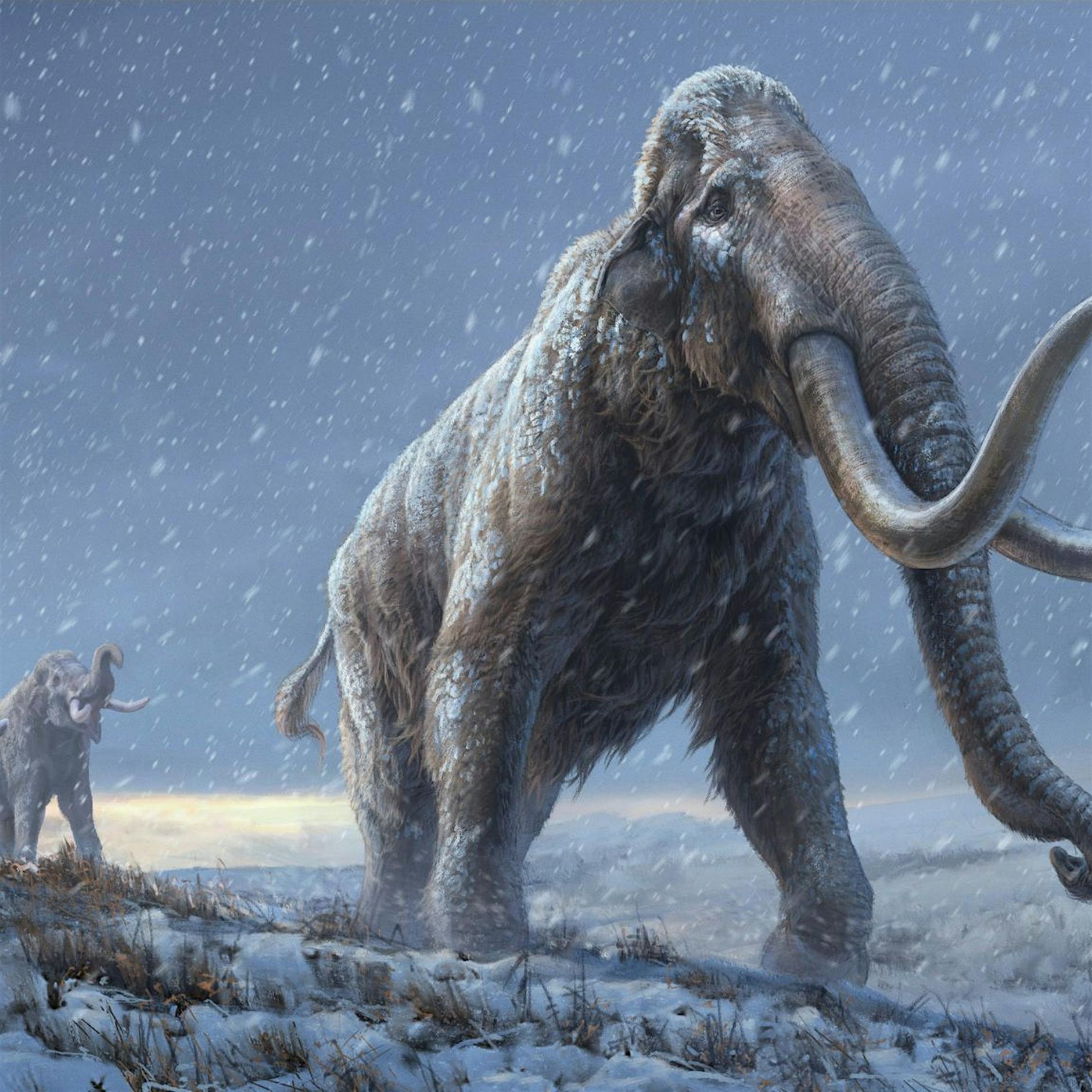 Rekord: Erbgut aus eine Million Jahre alten Mammut-Zähnen analysiert