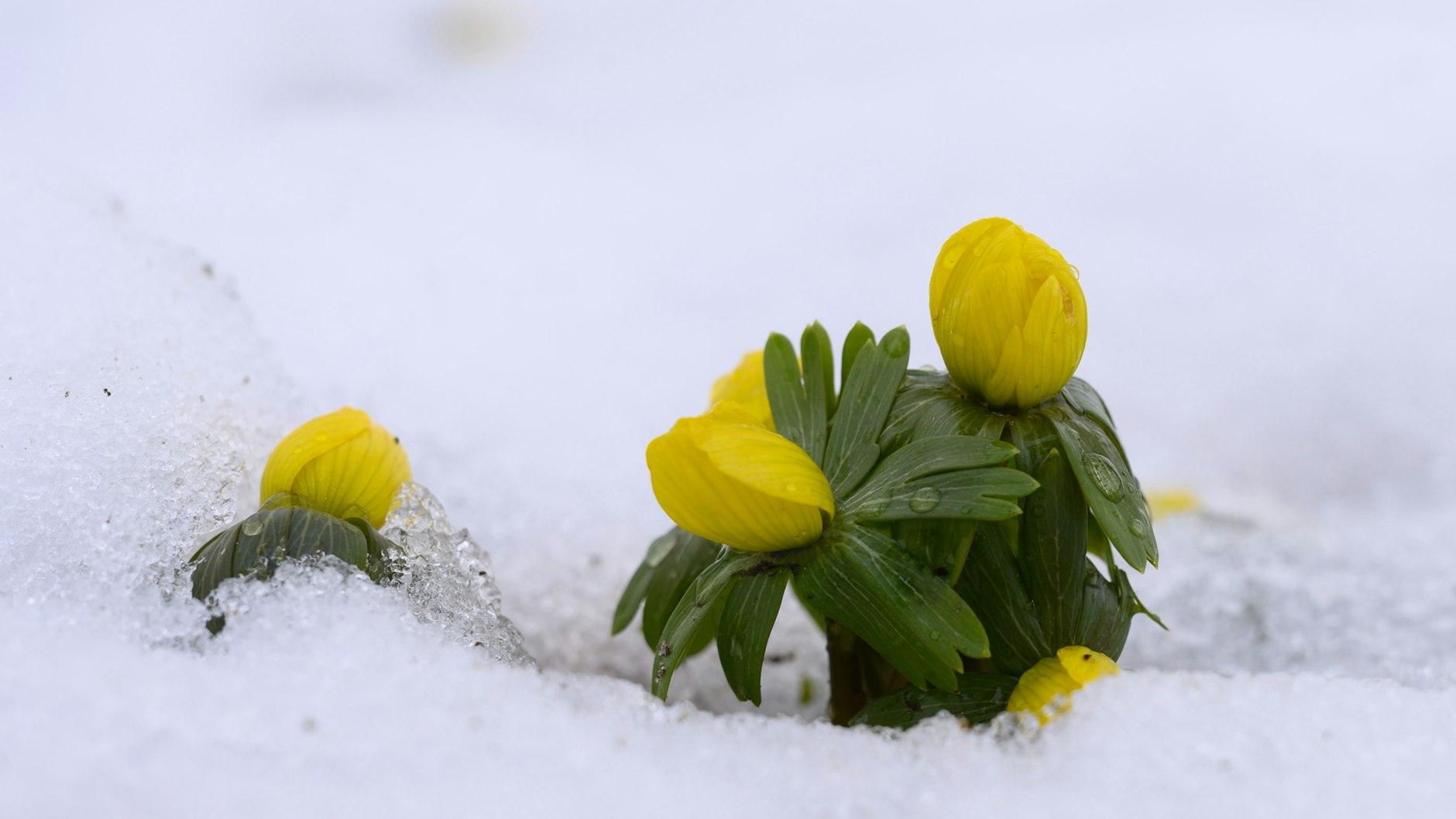 Winterlinge zeigen sich im Schnee. Die kommenden Frühlingstemperaturen könnten schon für die ersten Frühblüher in Berlin sorgen.&nbsp;