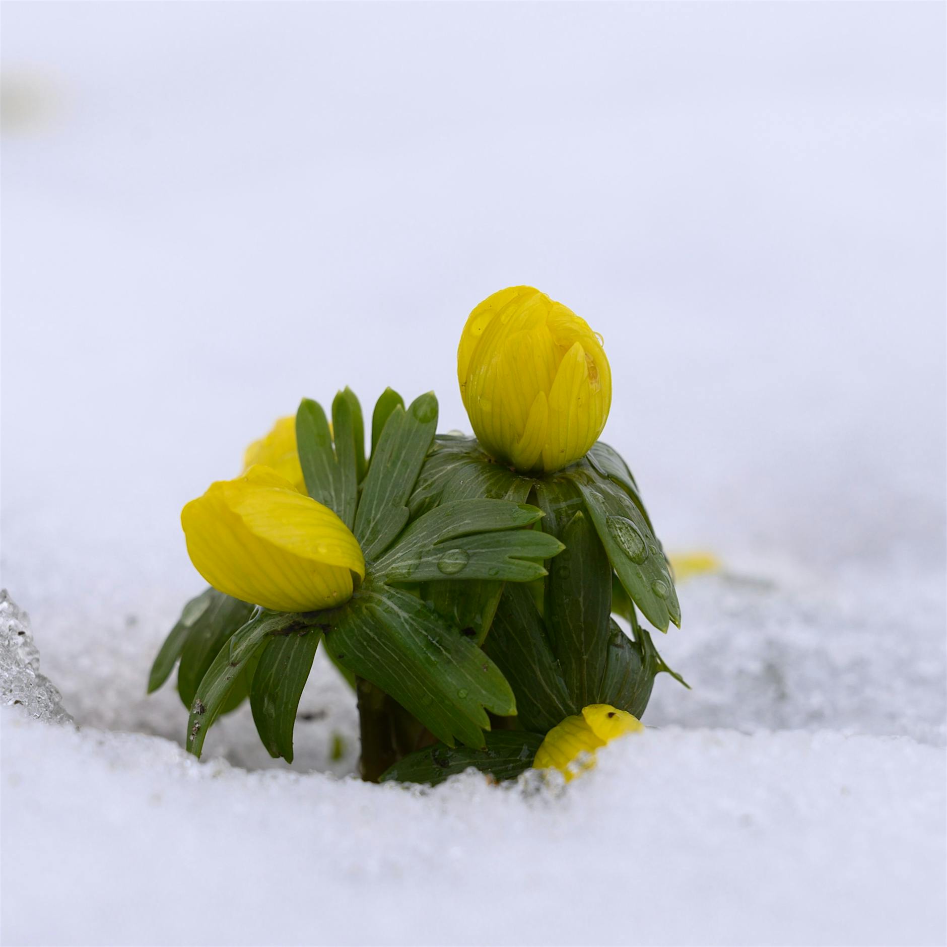 Wetter extrem: Wenn es mitten im Winter Frühling wird