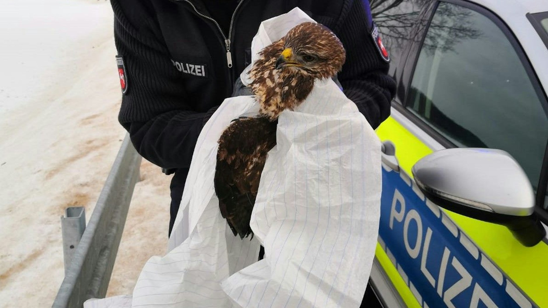 Ein Polizist trägt einen bei einer Kollision mit einem Pkw verletzten Bussard in den Händen.