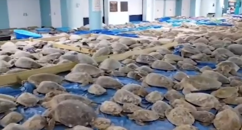 Image - Wegen heftigem Wintereinbruch in Texas: 4000 Schildkröten wärmen sich in Kongresszentrum auf
